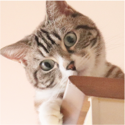 ペットの将来を託せるイメージ画像